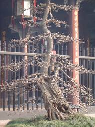 Çin İzlenimleri - Tapınak bekçisi ağaçlar (Cheng Du)