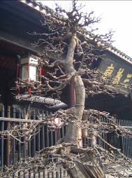 Çin İzlenimleri - Tapınak bekçisi ağaçlar (Cheng Du)